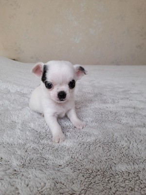 Chichi-Tamagotchi - Chihuahua - Portée née le 15/10/2021