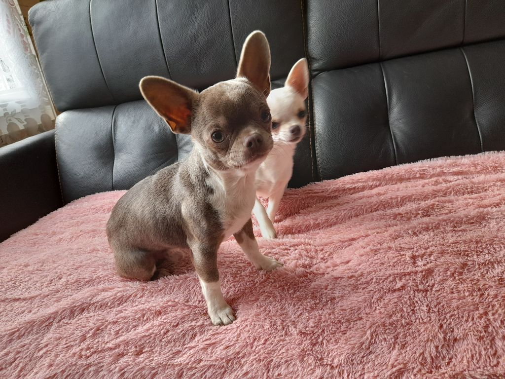 Speedy Des Chixy Du Soleil